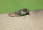 DSC03396