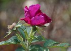DSC03586