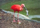 100_6527 Not the breakfast I would have expected for a bird.