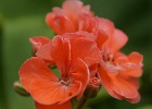DSC01731