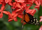 DSC00686